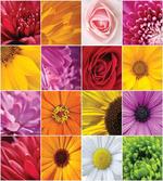 Colorful Flowers Rose
