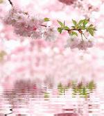 Tender Floral Branch Water