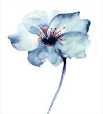 Spring Flora