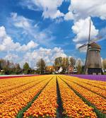 Rustic Holland Houses artwork