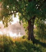 Stream Mystic Foggy Scene