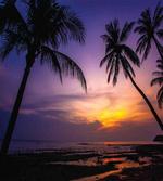 Vivid Twilight Palm Trees