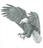 Monochrome Drawing Style