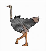 Striped Doodle Style Bird