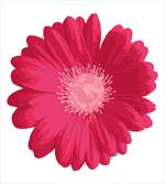 Close up Flower