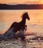 Horse Sea at Sunset