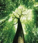 Summer Rays in Wild