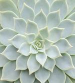 Cactus Flowers Photo