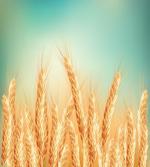 Wheat Field Blue Sky