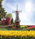Serene Garden Tulips