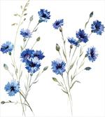 Carniation Flowers