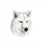 White Canine Head Mammal