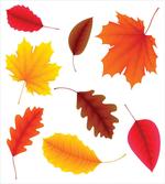 Autumn Foliage Flora artwork