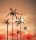 Palms Dramatic Sky
