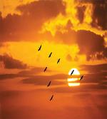 Birds Flying at Sunset