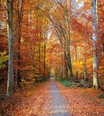 Vibrant Trees Pathway