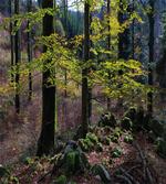 Trees Autumn Wilderness