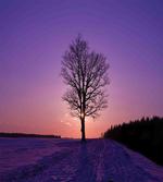 Oak Sunset Winter Time