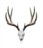 Deer Skull Skeleton