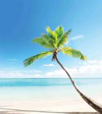 Palm Trees on Caribbean