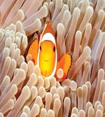 Bali Indonesia Fishes