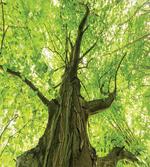 Old Big Majestic Tree