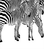 Wild Zebras