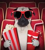 Dog Watching Movie Popcorn