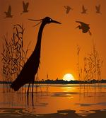 Bird Silhouettes Swamp Sunset
