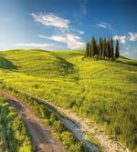 Tuscany Wildflowers View