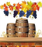 Golden Fall in Vineyard