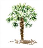Hawaiian Palm Tree