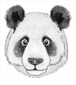 Hand Drawn Panda