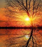 Sunset View with Trees