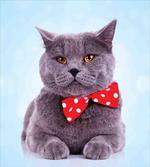 Grey Scottish Fold Theme