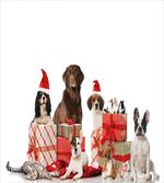 Pets Surprise Boxes