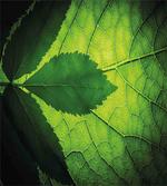 Brazilian Tree Leaf Eco