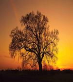 Old Oak at Sunset View