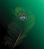Peacock Bird Plumes