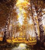 Autumn Birch Trees River