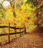 Fall Trees Leaf Road
