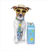 Traveler Funny Dog Design