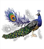 Wild Peacock Feather artwork