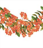 Border Full of Berries