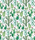 Mexican Cactus Plants