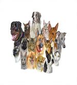 Domestic Animals