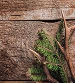 Evergreen Branch Deer