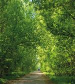 Fresh Canopy Forest