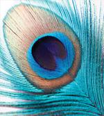 Close up Peacock Fluff Art artwork