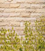 Brick Wall with Leaf